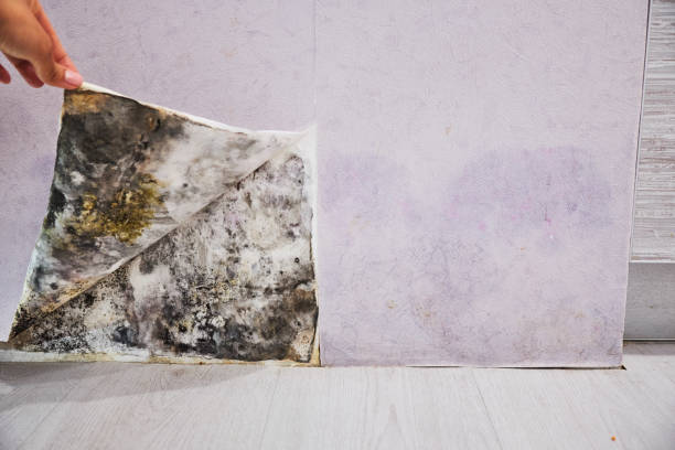 Best Fast Mold Removal  in Belton, TX